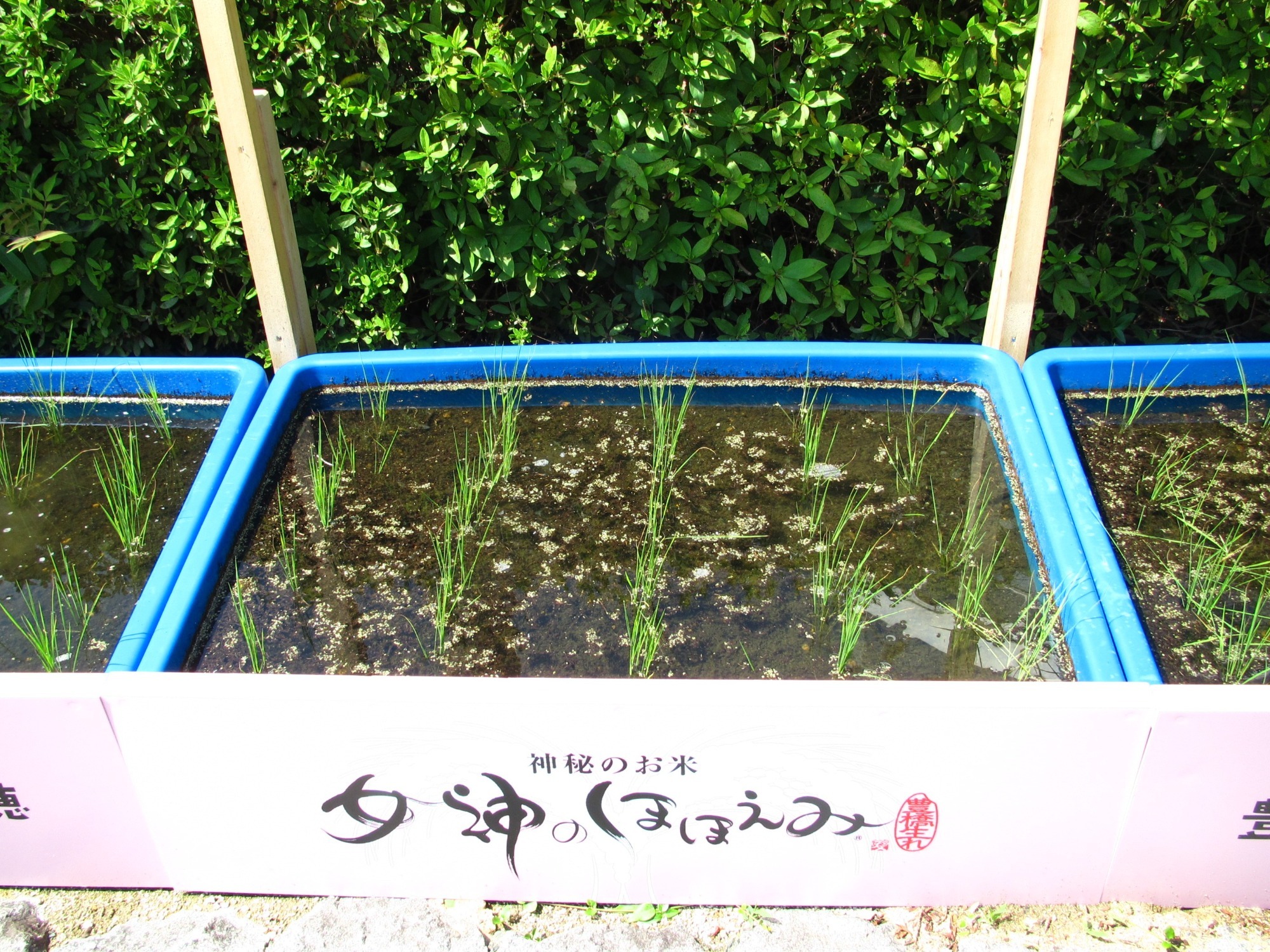 お知らせ