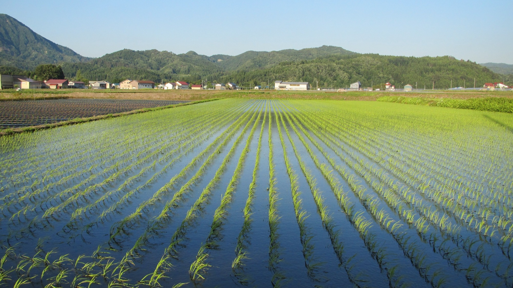 山形県新庄市　特栽 つや姫