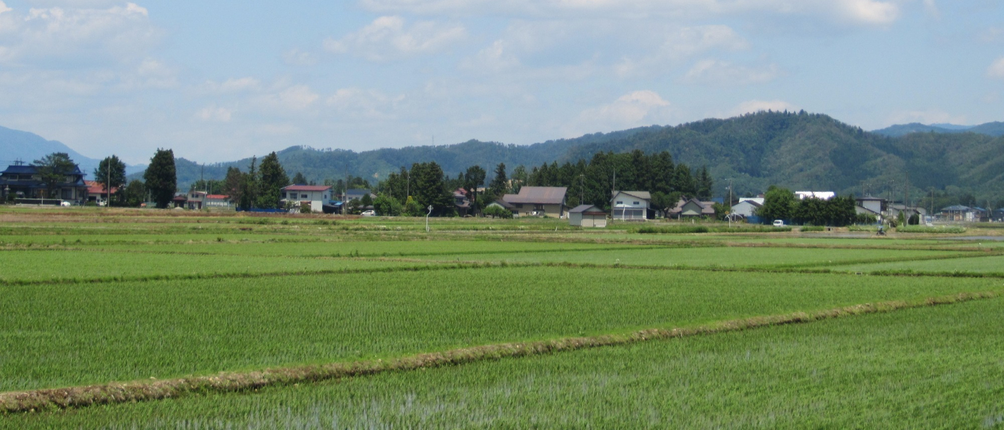 山形県尾花沢市 無農薬・無化学肥料 はえぬき、特栽 つや姫