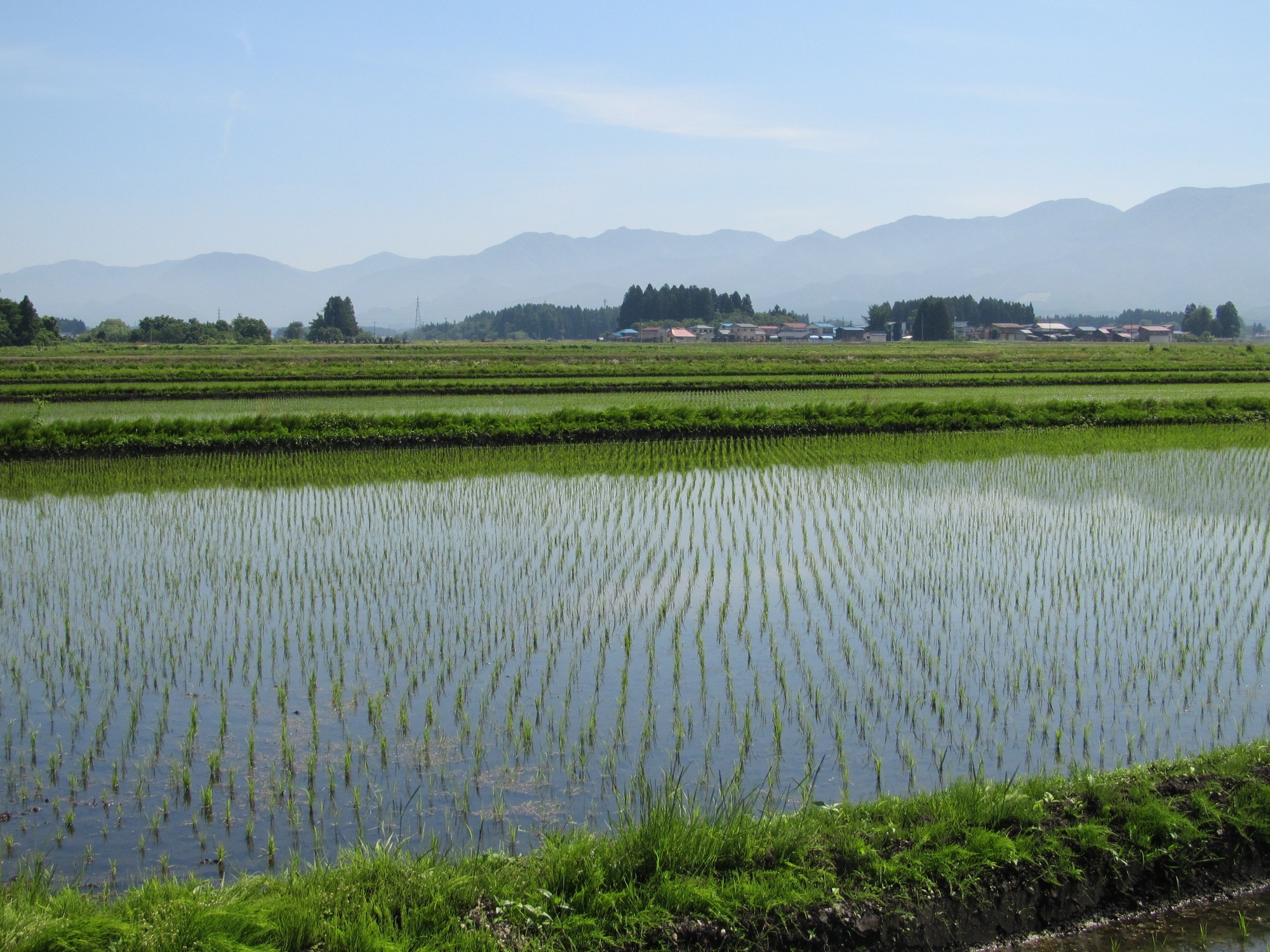 山形県新庄市　特栽 つや姫