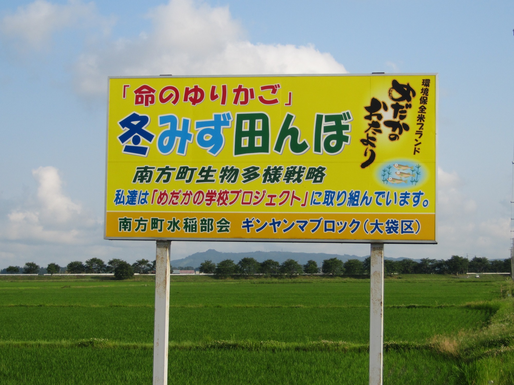 冬みず田んぼ