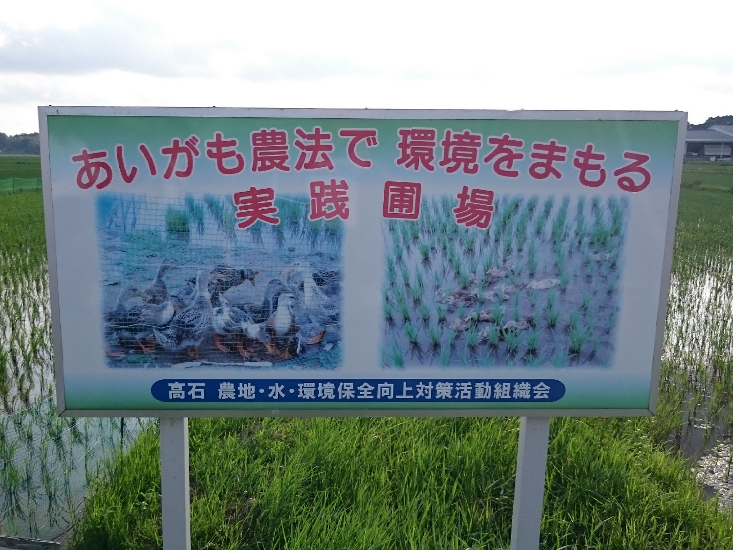 アイガモ農法