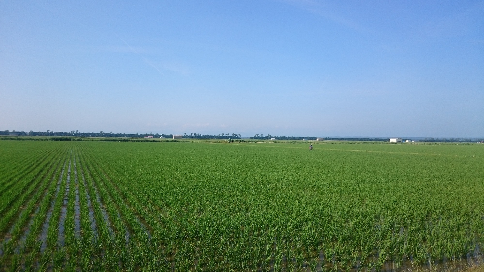大潟村の広大な圃場