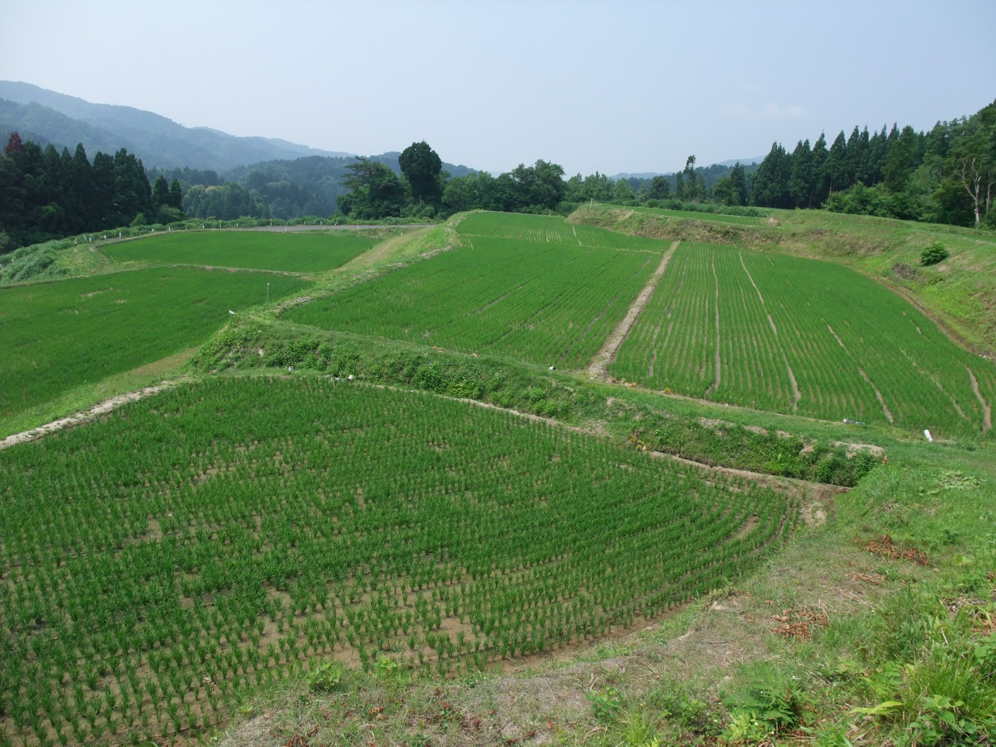 新潟県柏崎　天水田　コシヒカリ