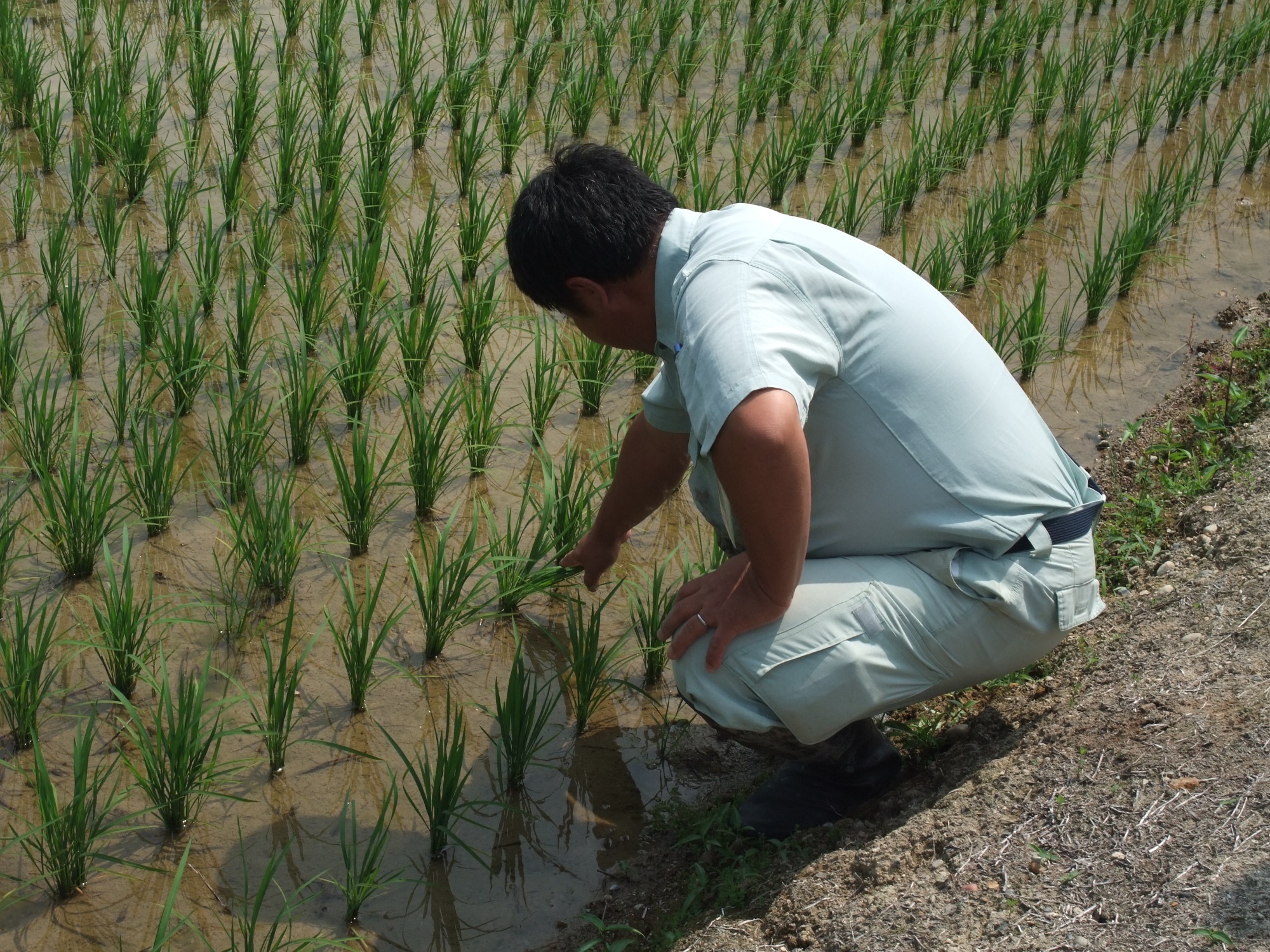 生育状況を調査する、JA柏崎職員