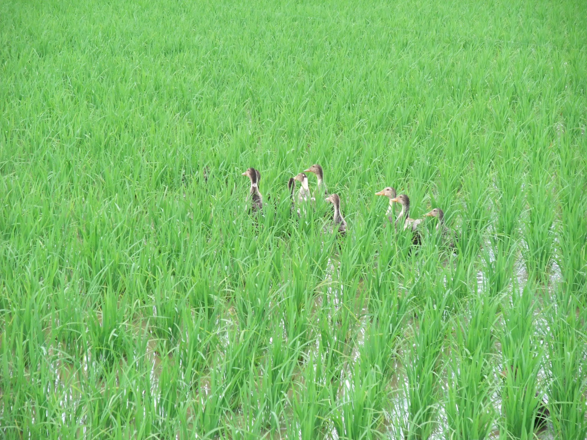 新潟県上越市（三和区）　コシヒカリ