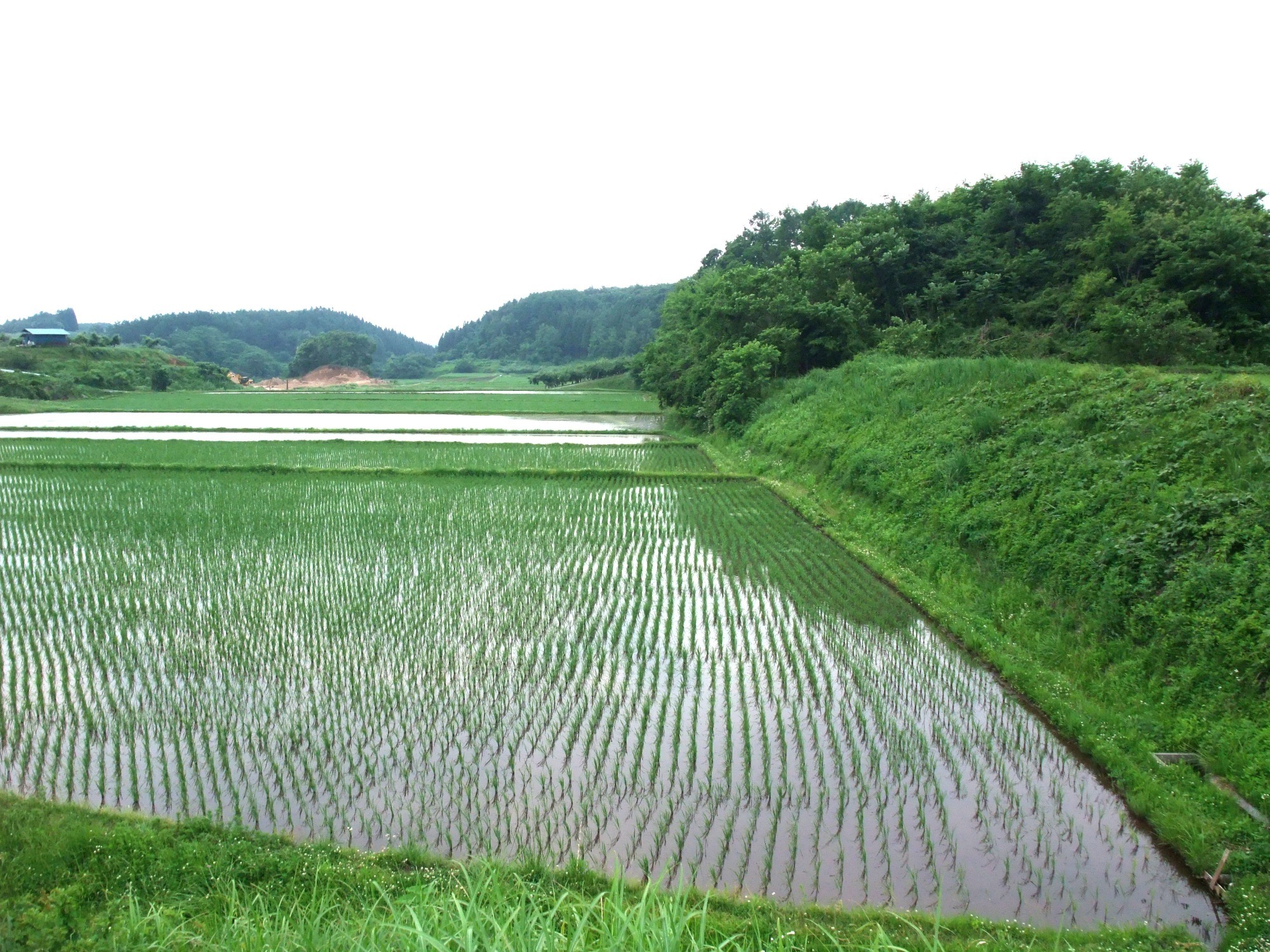 長野県飯綱町　コシヒカリ