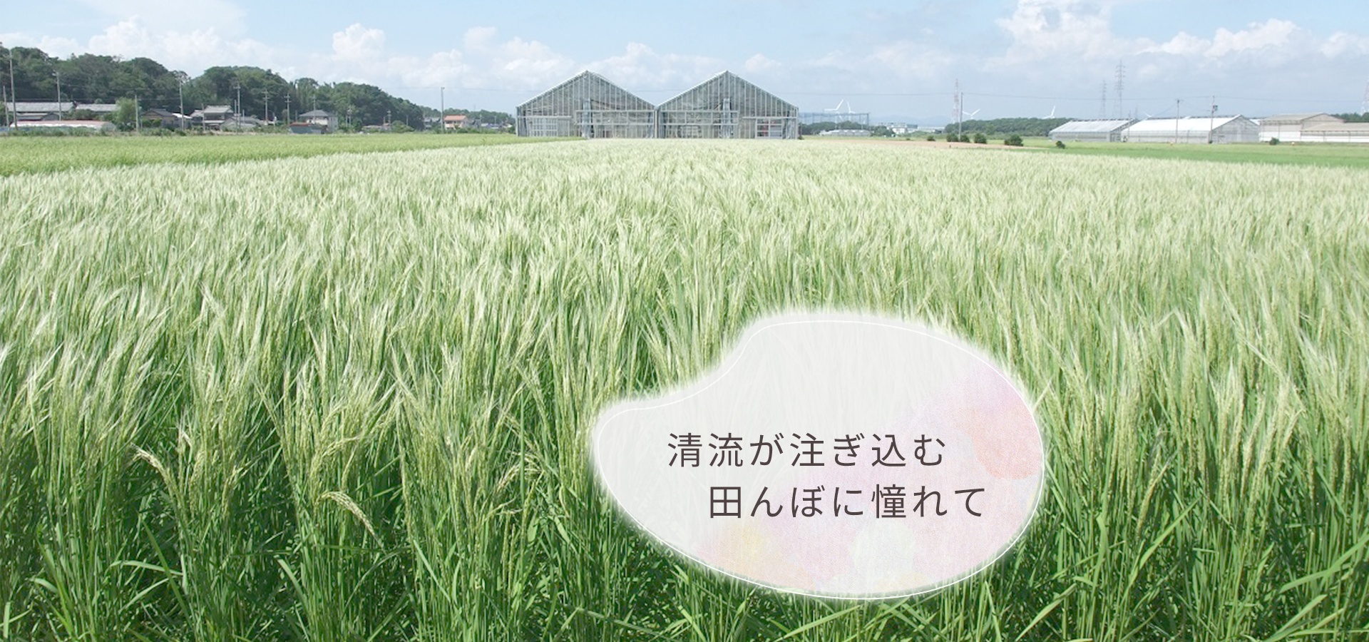 清流が注ぎ込む田んぼに憧れて