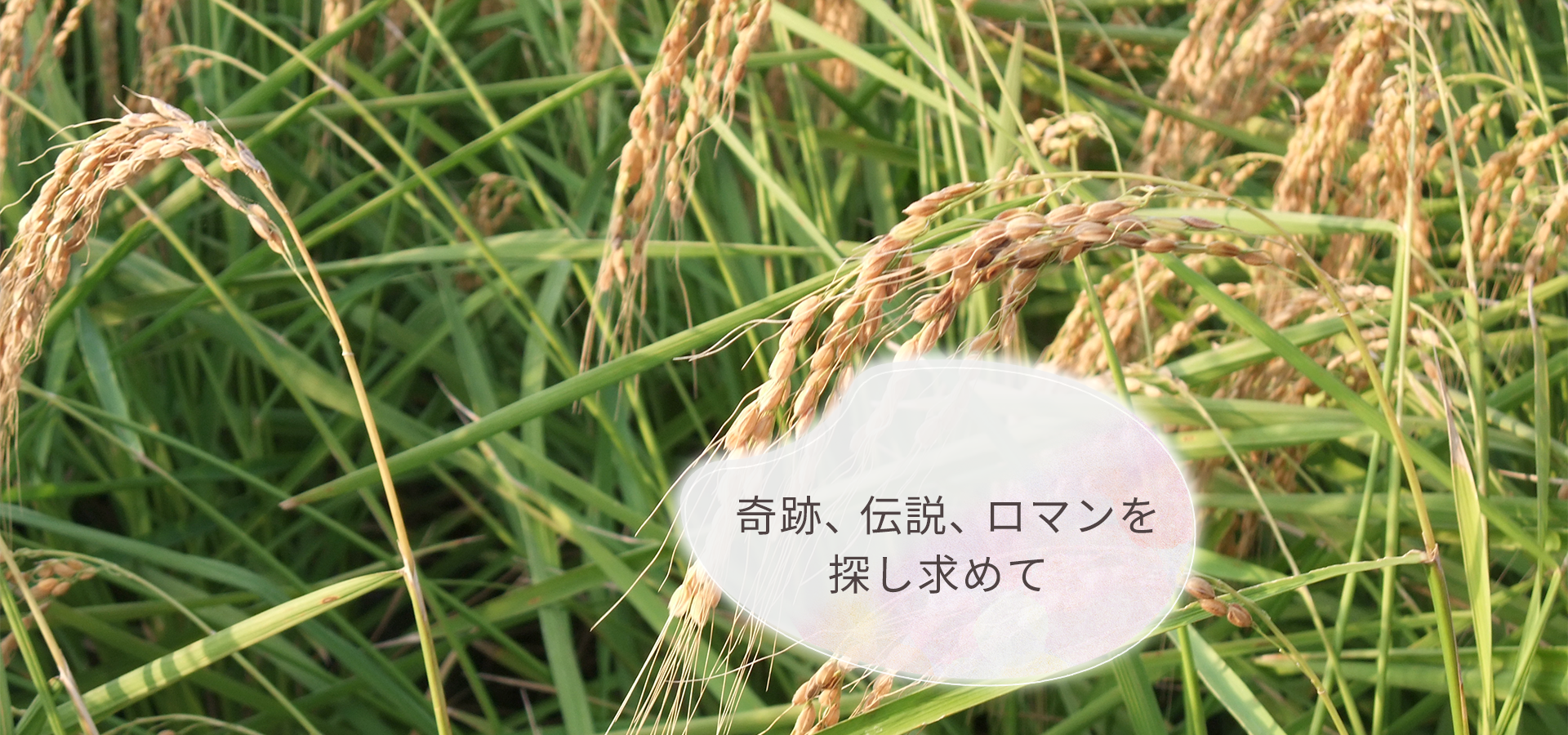 奇跡、伝説、浪漫を探し求めて