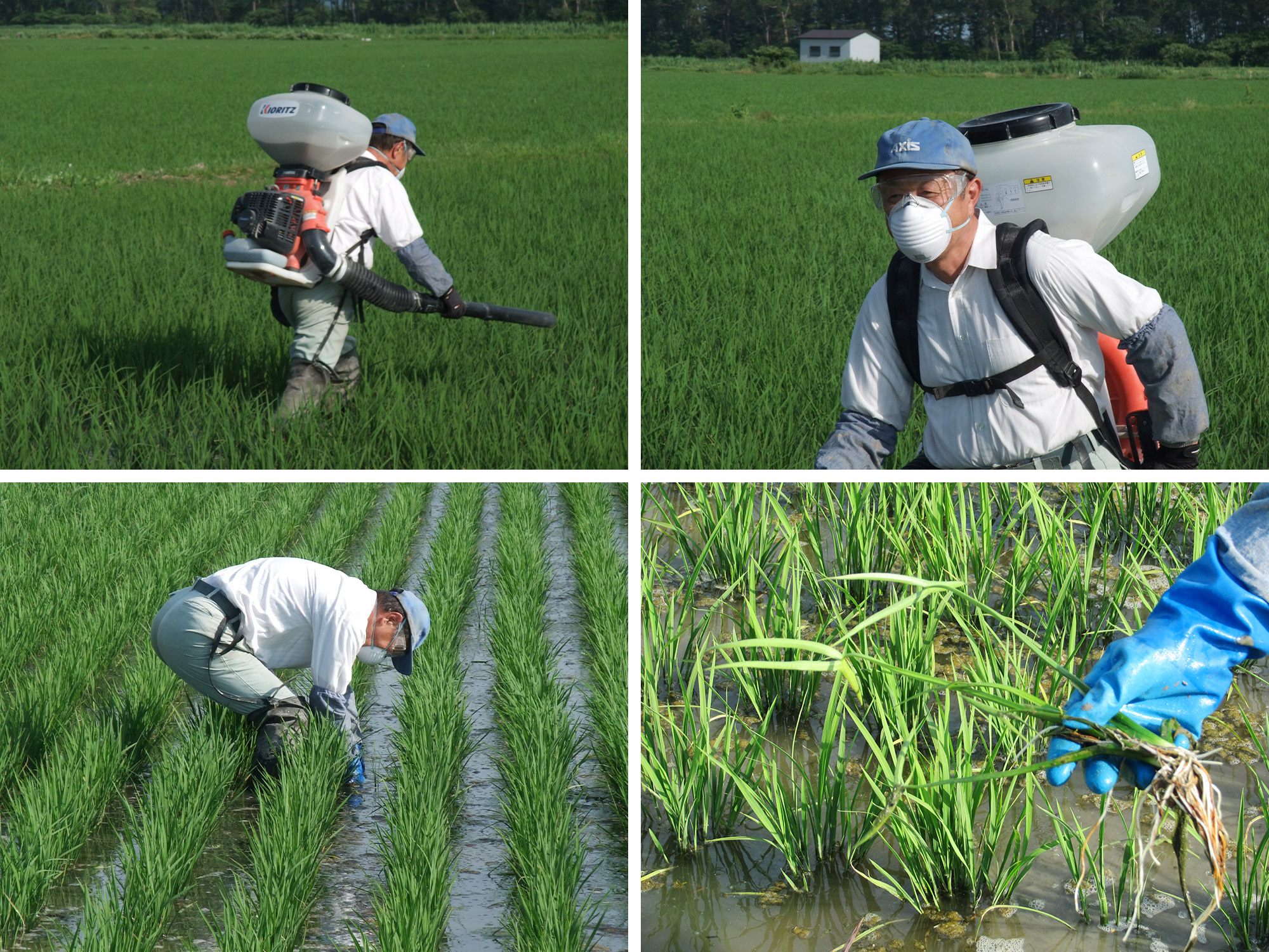 圃場の消毒、草取り作業を行う生産者
