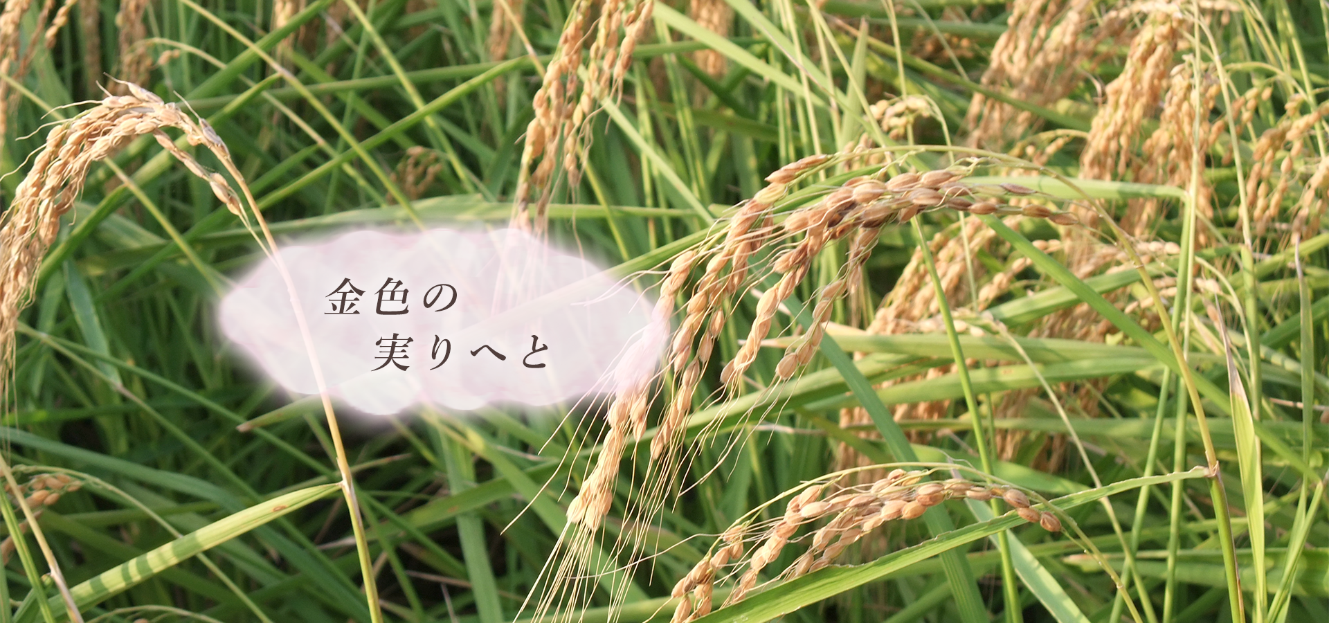 金色の 実りへと